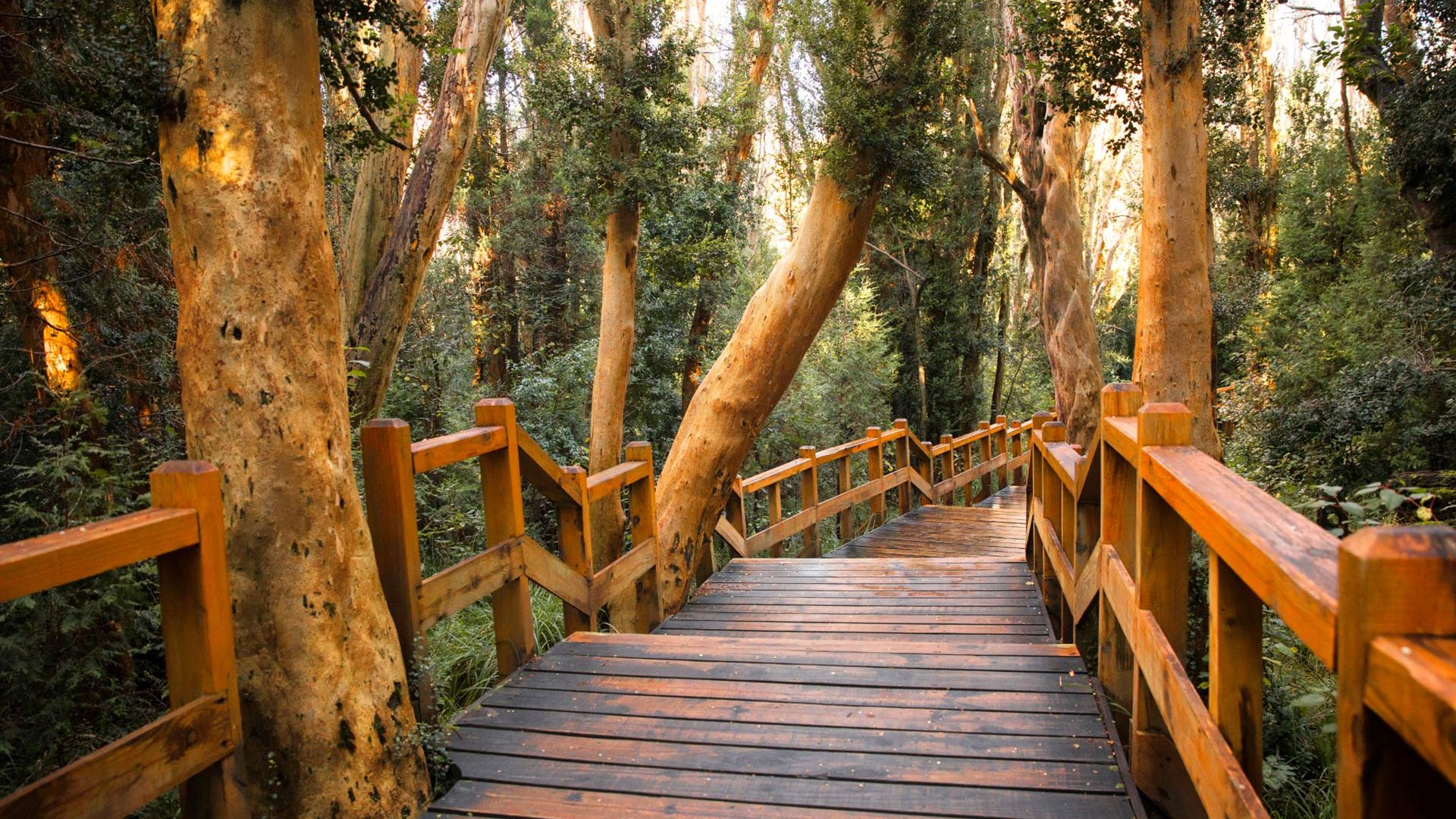 Villa La Angostura — Bosque de arrayanes